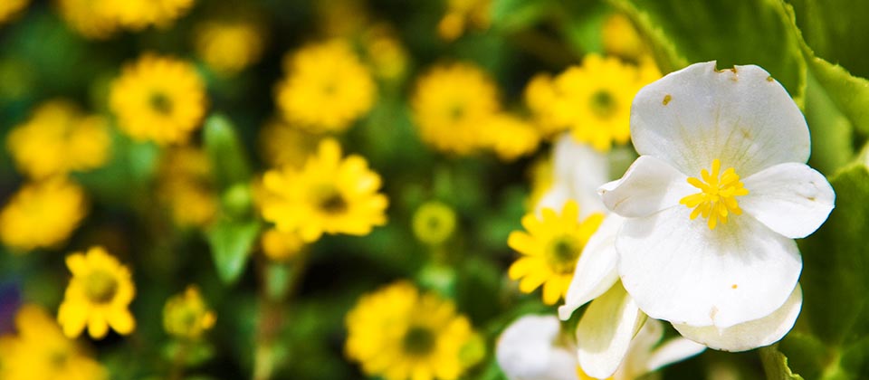 Gästehaus Herb - Ferienwohnungen in Roßhaupten am Forggensee im Allgäu